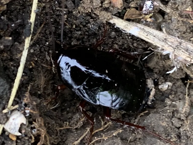 Oriental cockroach in damp environment showing typical habitat near leaf litter