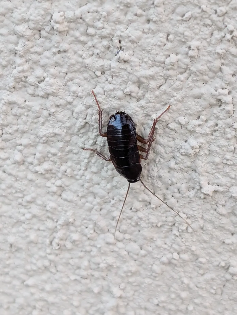 Oriental cockroach on exterior wall near a foundation showing typical outdoor habitat