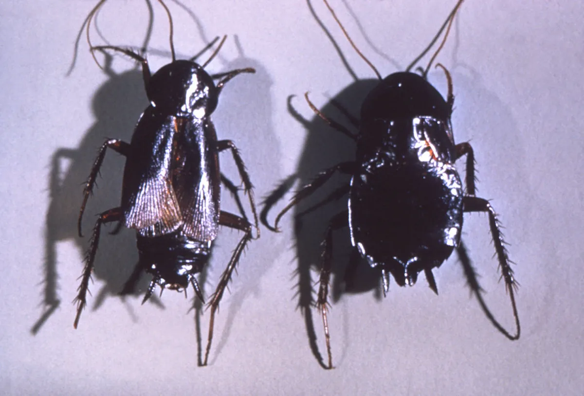 Oriental cockroaches showing their shiny black appearance