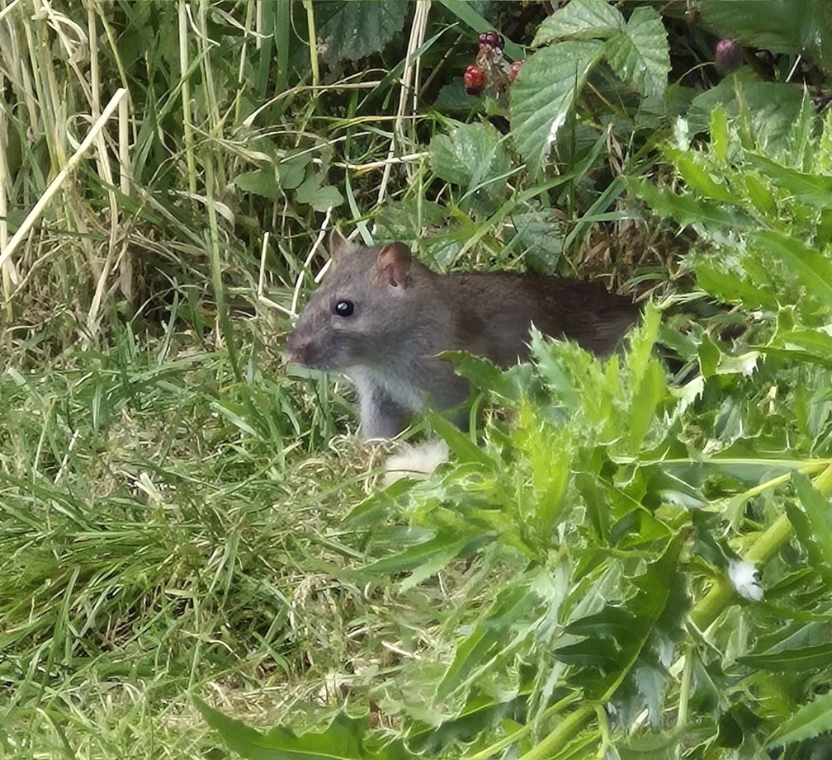 Norway rat in tall weeds along a creek bank, like the brushy stream valleys behind homes in Oxon Hill Maryland