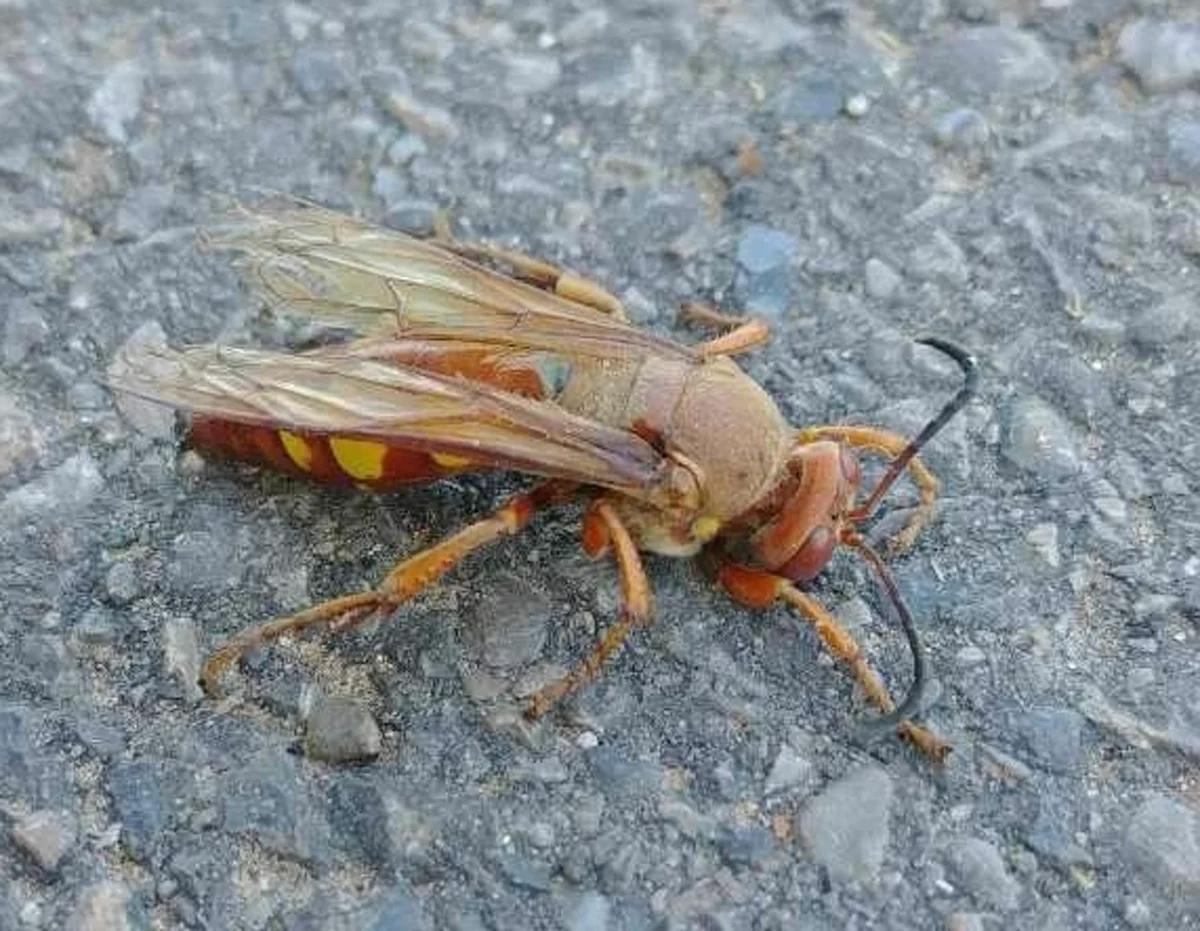 Pacific cicada killer wasp on pavement showing lighter tan coloration typical of the species