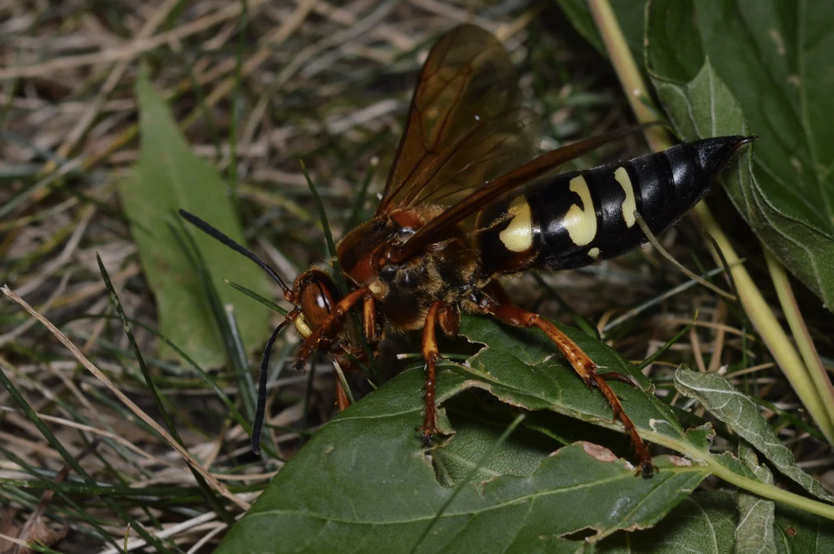 Pacific cicada killer wasp resting on green leaves showing distinctive yellow and black abdominal bands