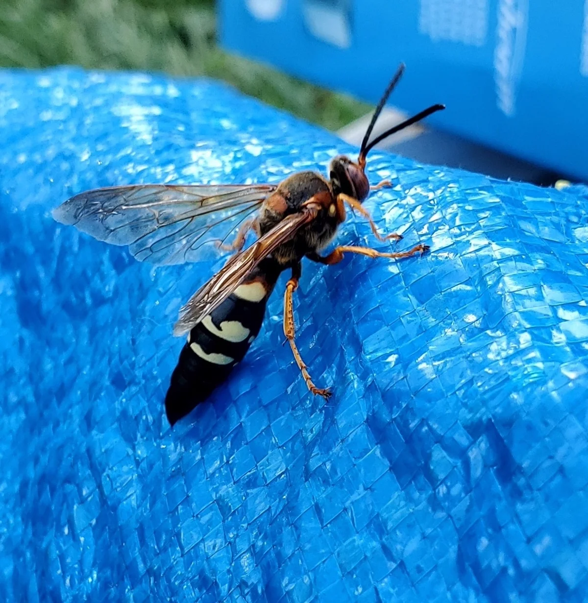 Side view of a Pacific cicada killer on a blue surface displaying wing structure and body segments