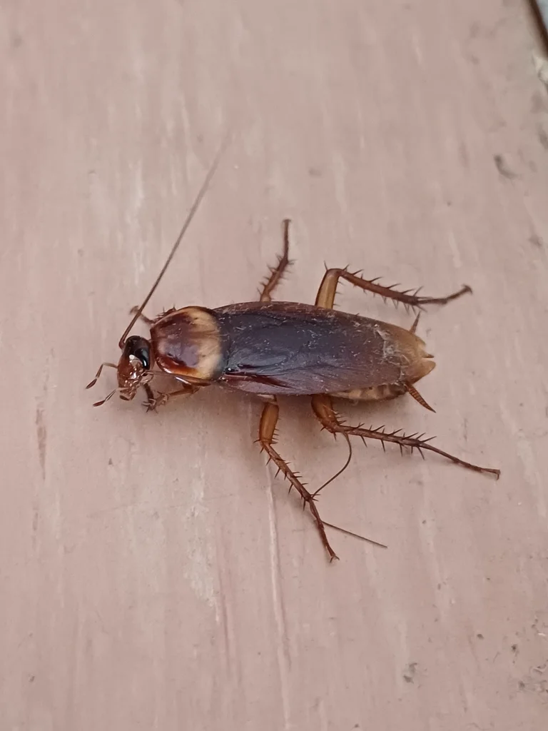 Palmetto bug on a wooden surface showing typical indoor habitat