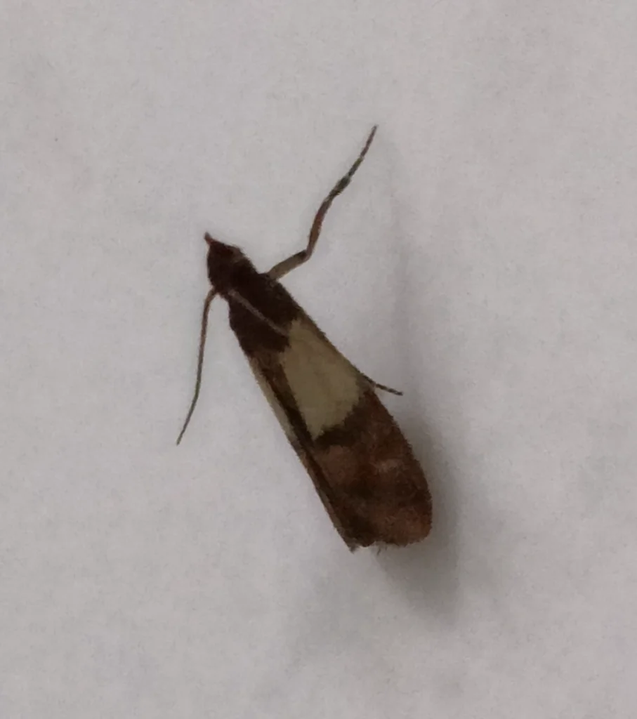 Adult Indian meal moth resting on a white surface