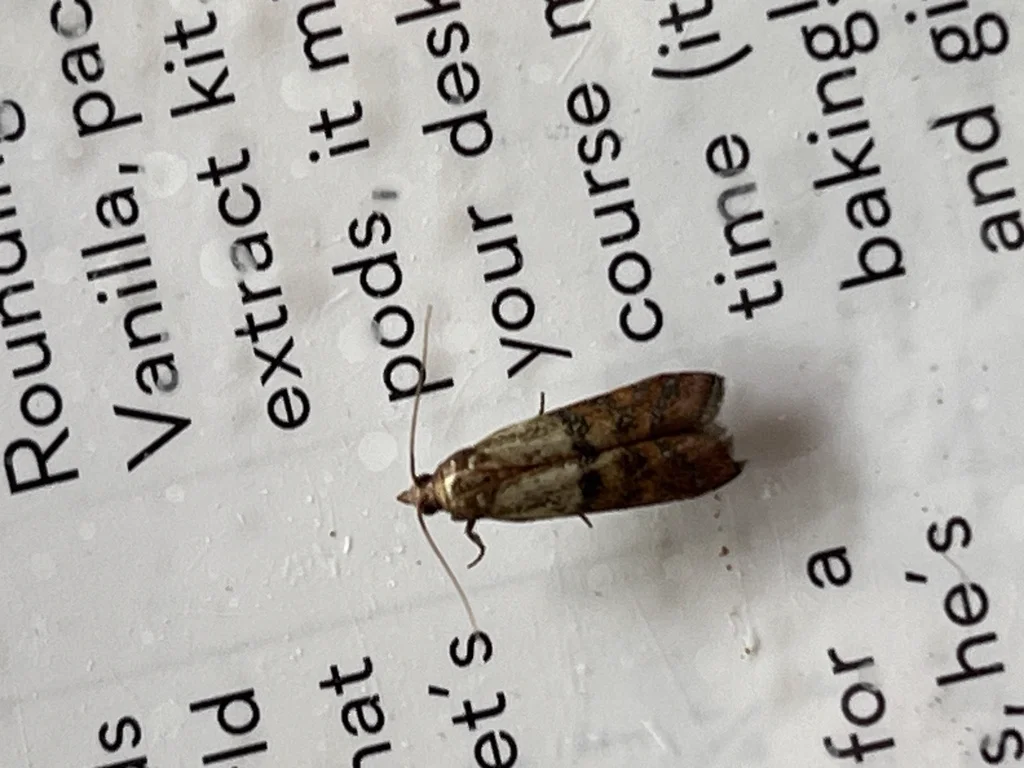 Pantry moth on printed material showing size comparison