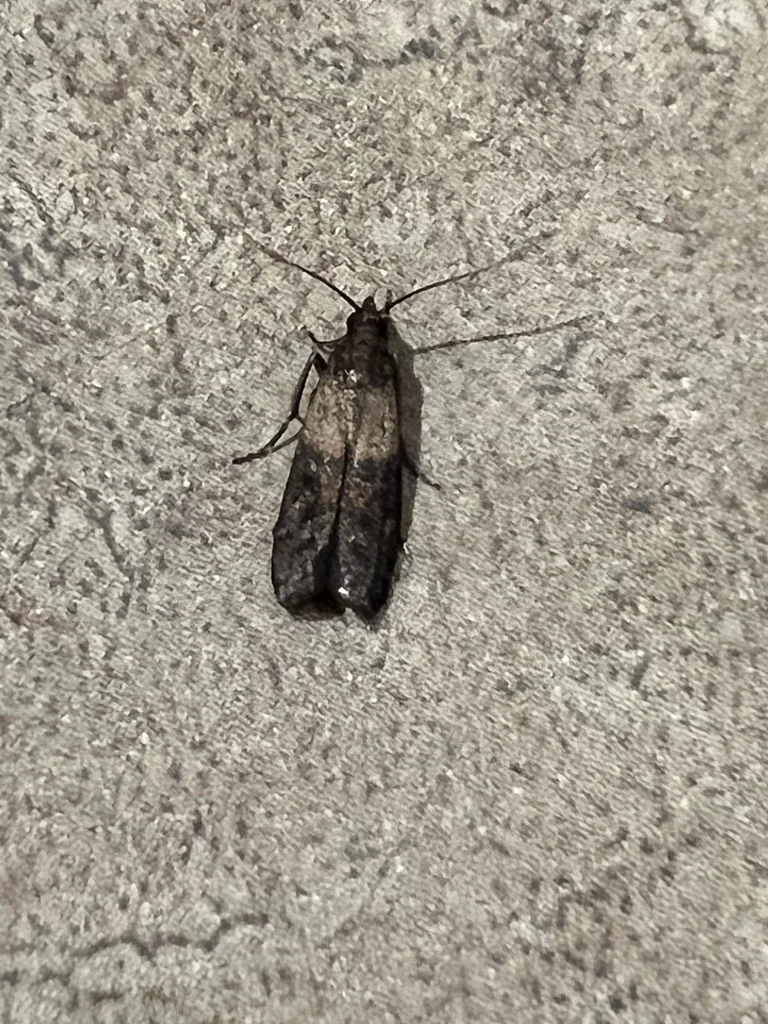 Indian meal moth adult on concrete surface showing characteristic wing pattern