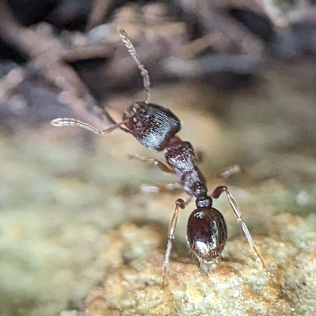 Pavement ant close-up commonly found along sidewalks and driveways in Bowie MD neighborhoods