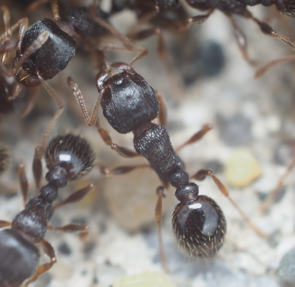 Close-up of pavement ants, the most common ant species found in Arlington, Virginia homes and sidewalks