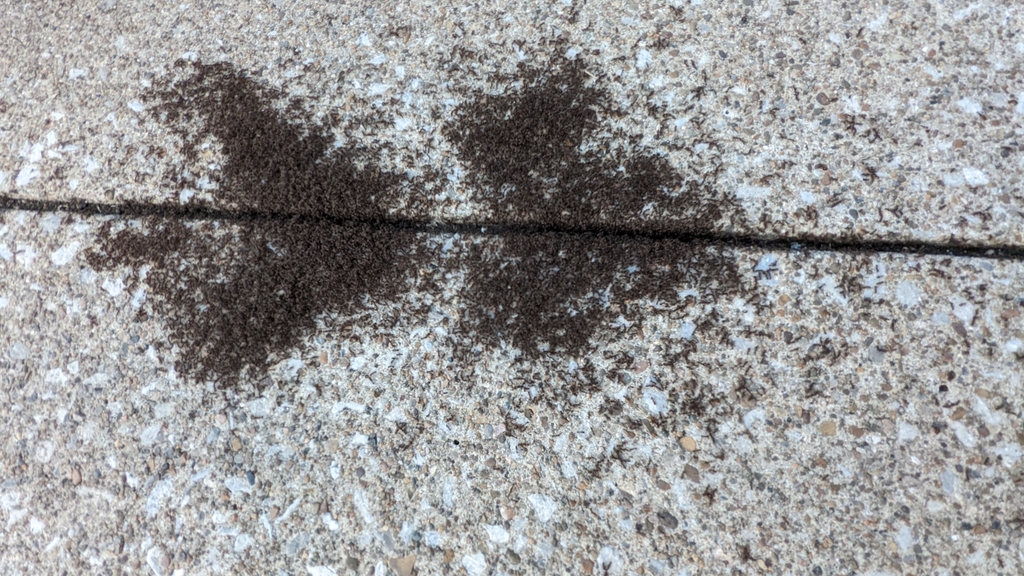 Pavement ant colony along a sidewalk crack, commonly found in Arlington neighborhoods like Ballston and Courthouse