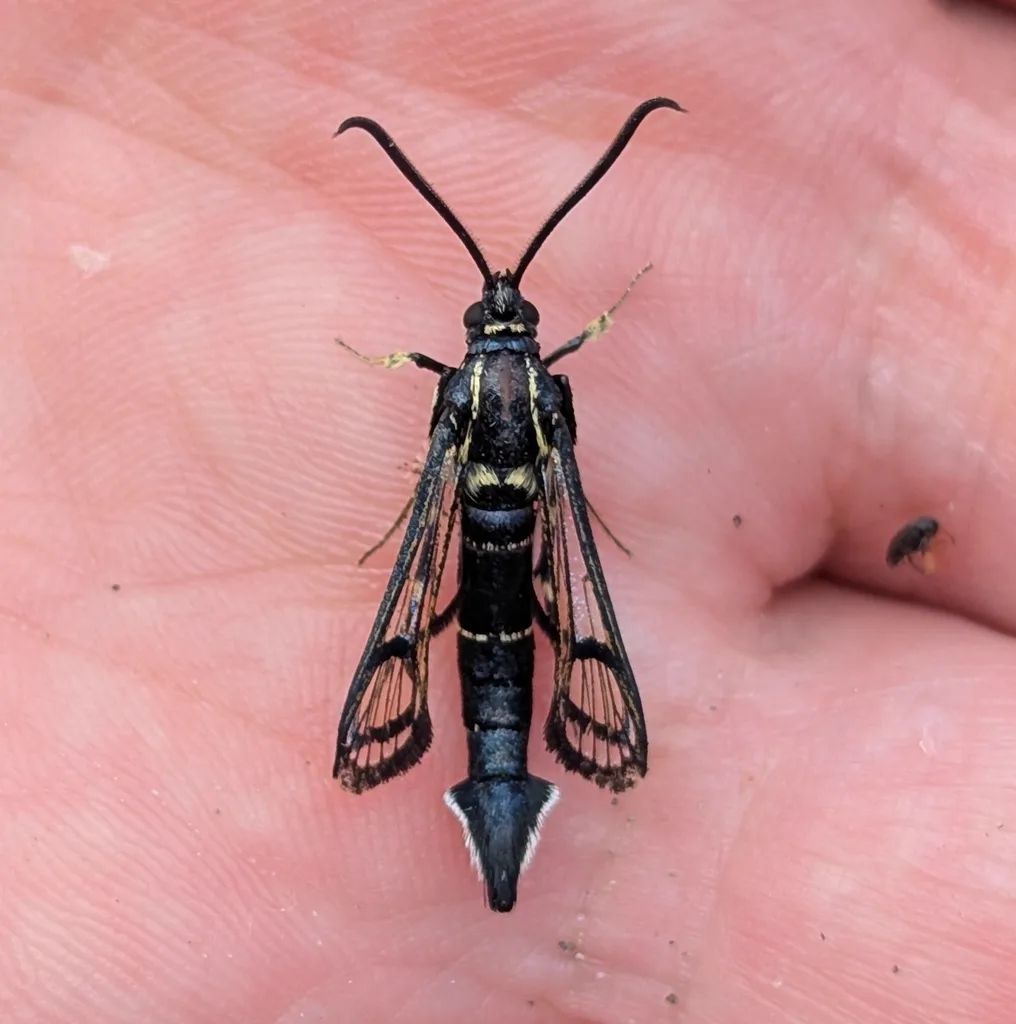 Male peachtree borer moth in hand showing slender body and narrow yellow bands