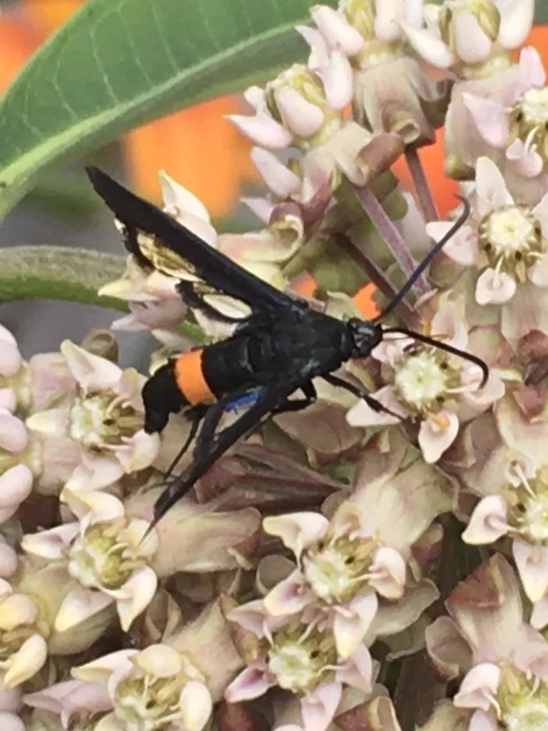 Peachtree borer moth feeding on milkweed flowers showing its wasp-like appearance