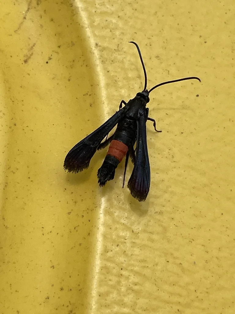 Side view of female peachtree borer moth displaying bright orange abdominal band