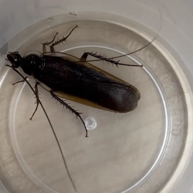Pennsylvania wood cockroach with the pale cream band along the outer edge of its wings