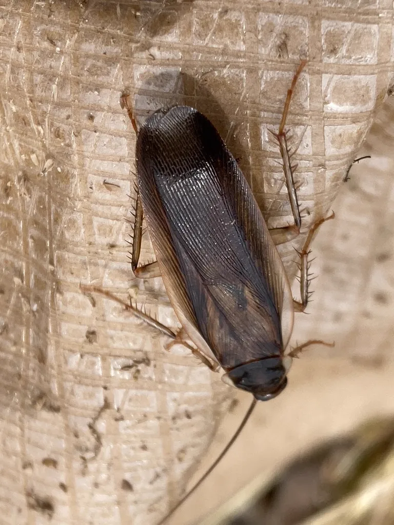 Pennsylvania wood roach on weathered wood showing natural outdoor habitat