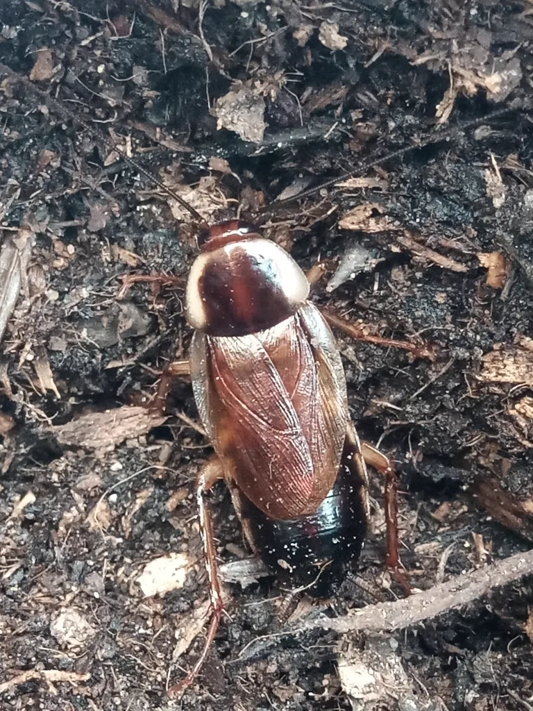 Pennsylvania wood roach in leaf litter showing typical forest floor habitat