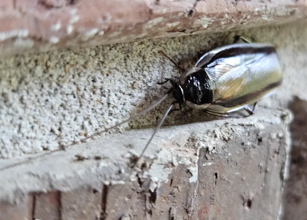 Pennsylvania wood roach on brick surface near home foundation