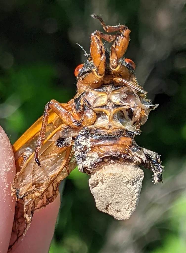 Periodical cicada emerging from its nymphal exoskeleton on a plant stem