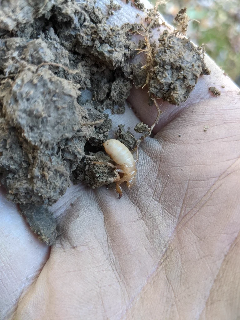 Periodical cicada nymph emerging from the soil before molting