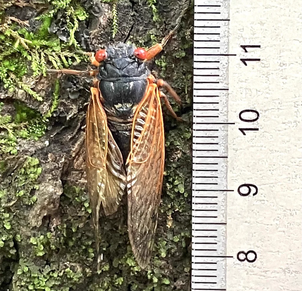Periodical cicada with ruler showing size measurement of approximately 3 centimeters