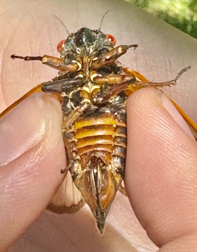 Underside view of periodical cicada showing orange and black body segments