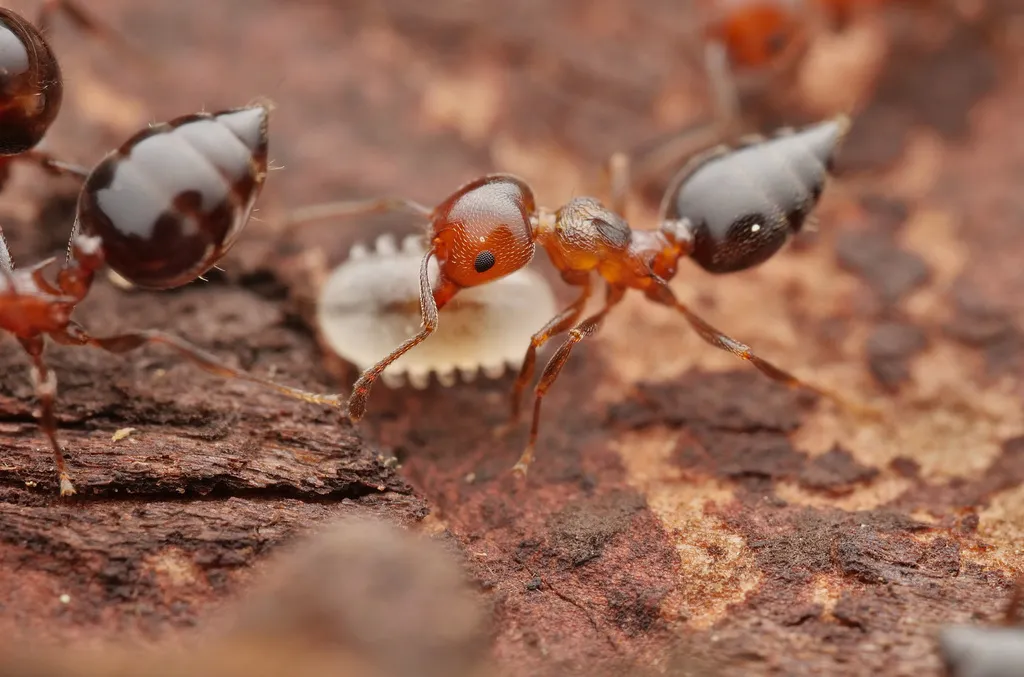 Multiple acrobat ants interacting on wood, demonstrating their colony behavior