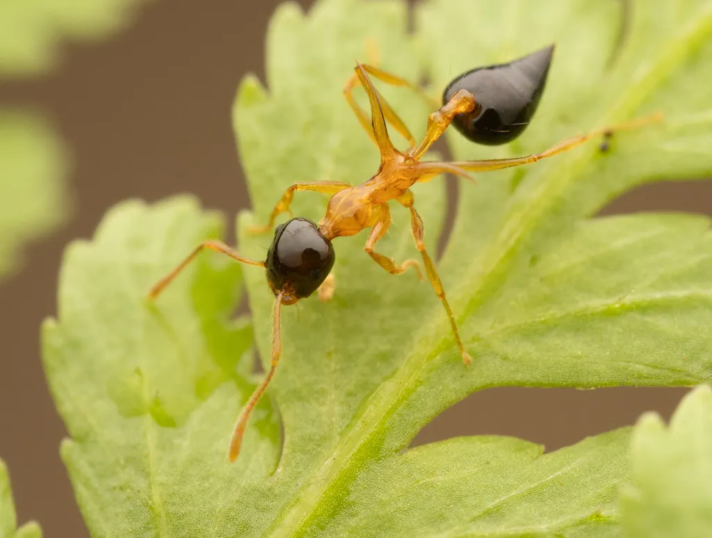 Acrobat ant photographed on a leaf with its abdomen raised over its body