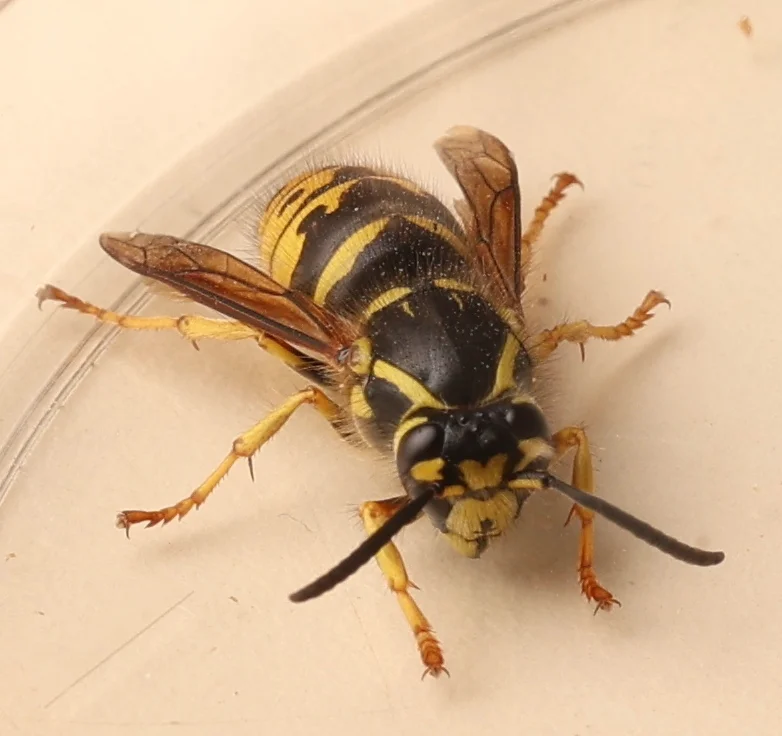 Dorsal view of an aerial yellowjacket displaying full body anatomy with clear wing pattern
