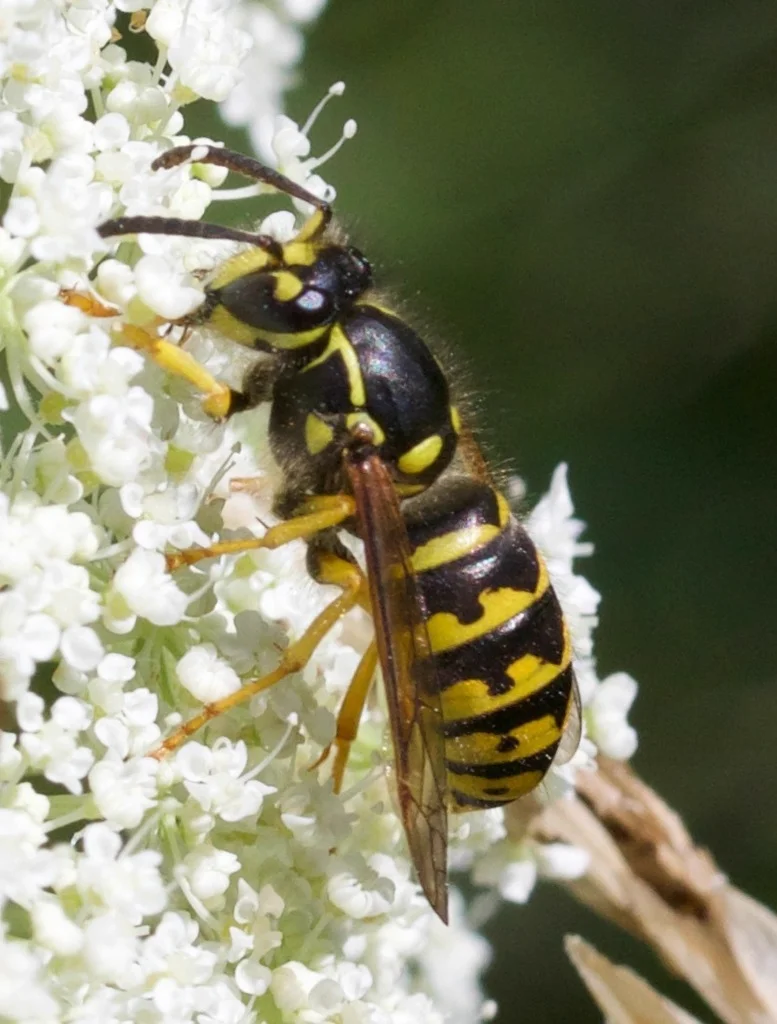 Aerial yellowjacket foraging on white flowers showing yellow and black banding