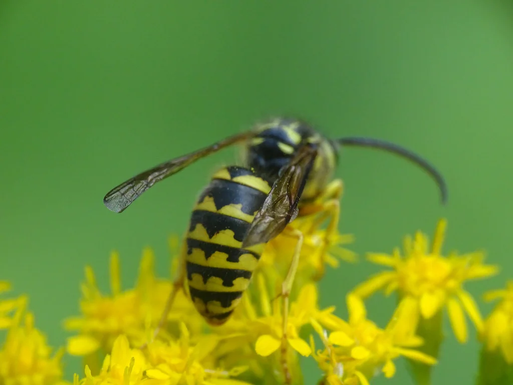 Aerial yellowjacket on yellow goldenrod flowers with green background