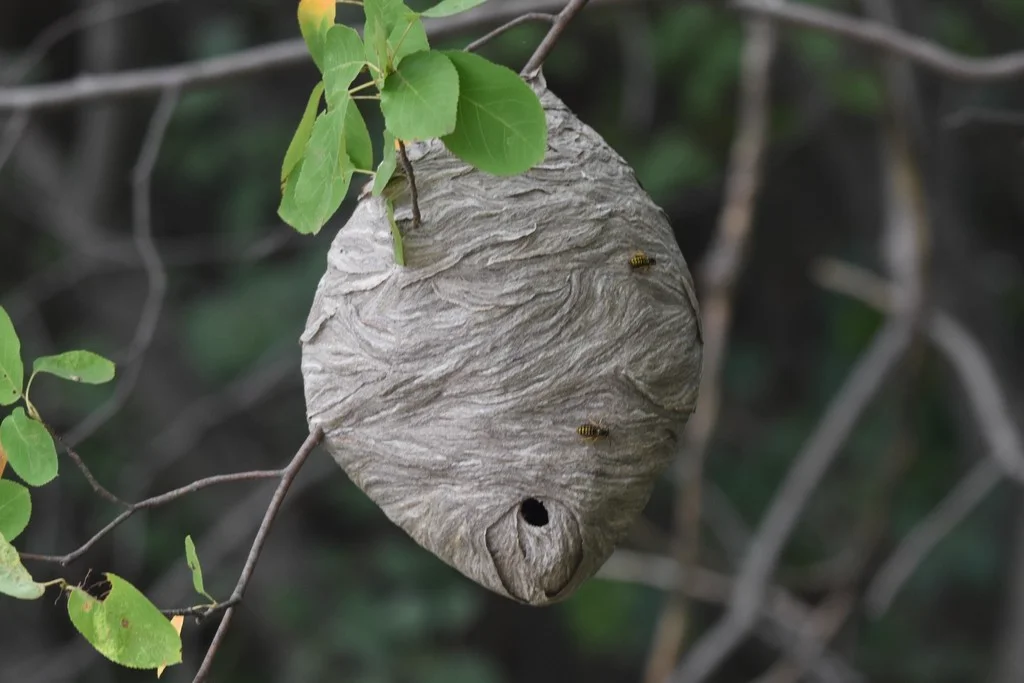 Gray paper nest of aerial yellowjackets hanging from a tree branch showing characteristic oval shape