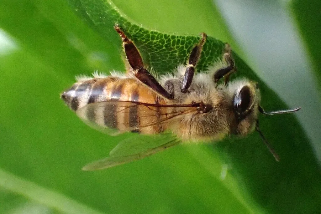Close side view of an African honey bee on a green leaf showing hairy thorax, veined wings, and banded abdomen