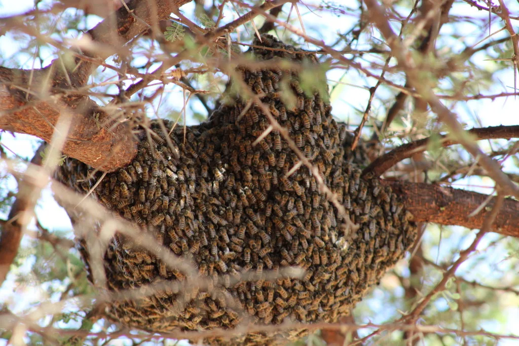 Exposed honey bee swarm cluster hanging from a thorny tree branch