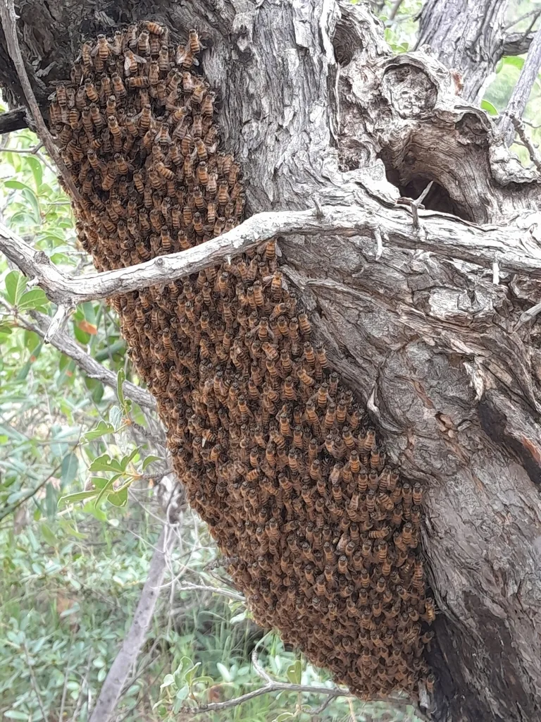 Large colony of honey bees covering open comb on the trunk of a tree