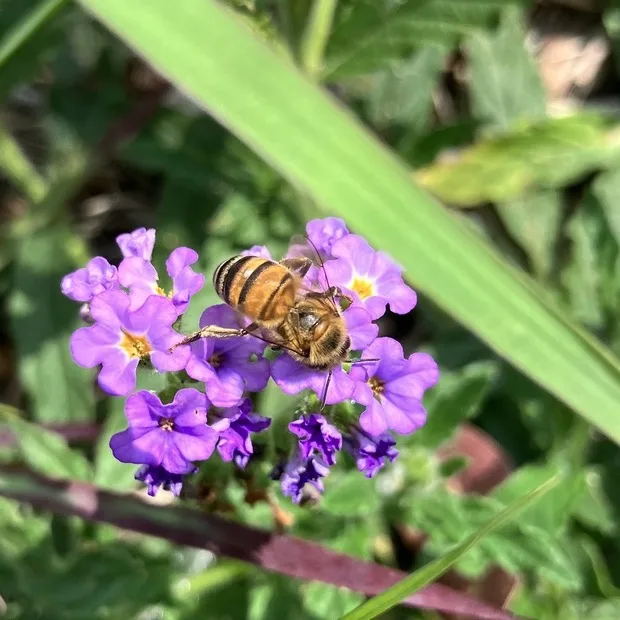 Honey bee seen from above foraging on a cluster of small purple flowers