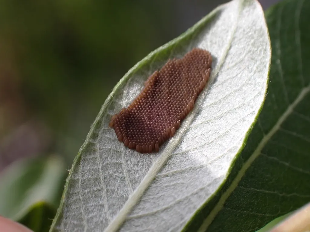Alderfly egg mass on a leaf surface showing dark brown cylindrical eggs