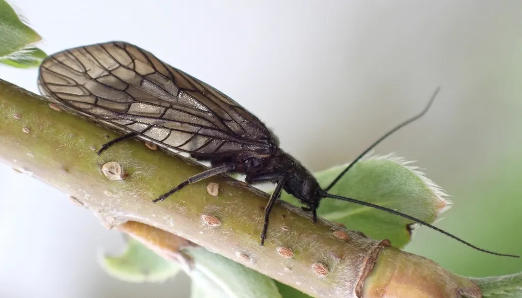 Alderfly perched on a plant stem displaying side profile and long antennae