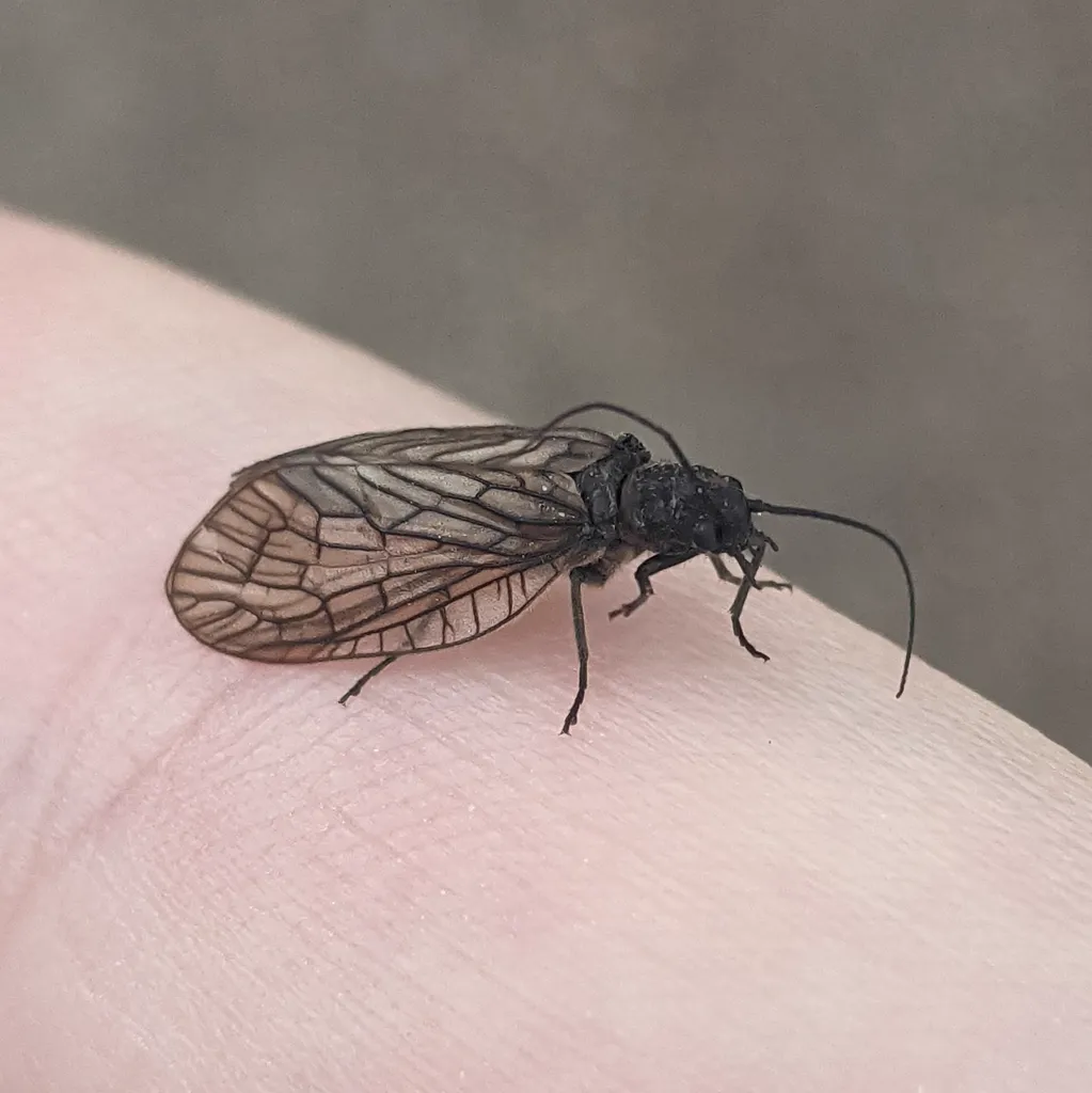 Alderfly resting on a human hand showing size comparison and wing venation