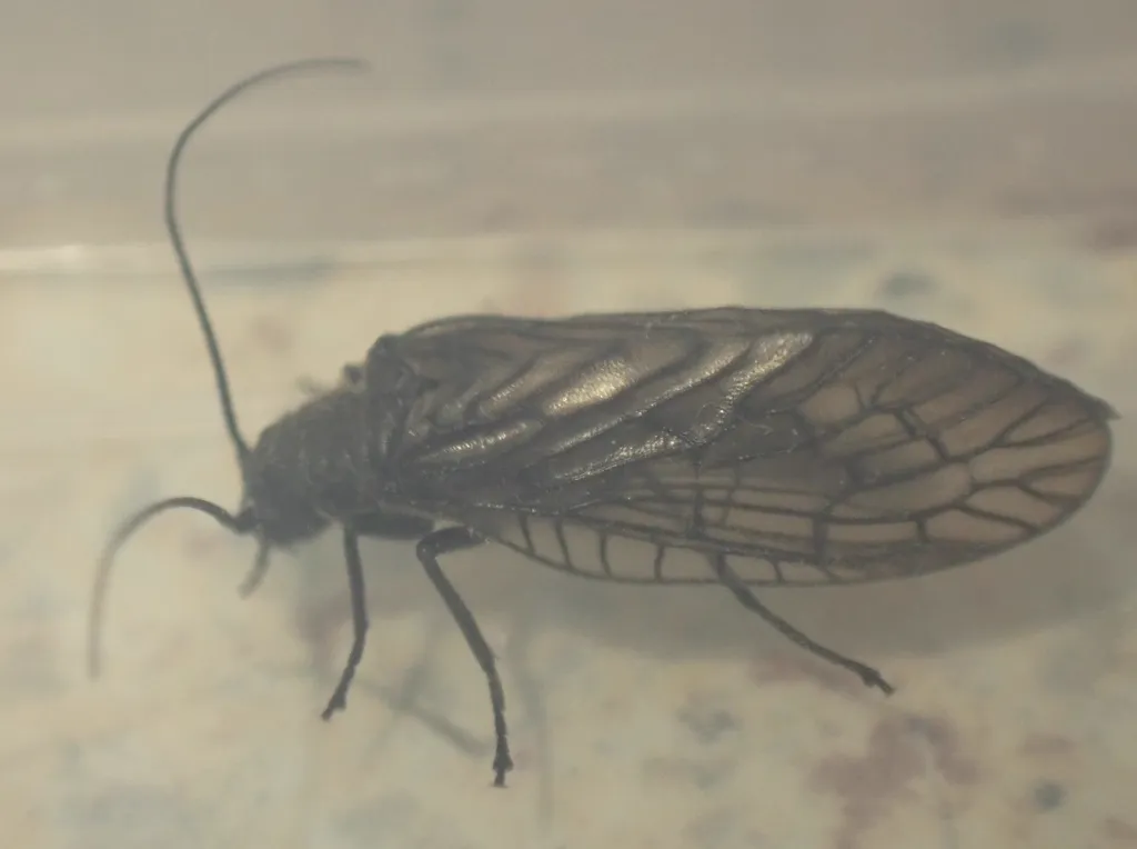 Side view of an alderfly with wings folded tent-like over body