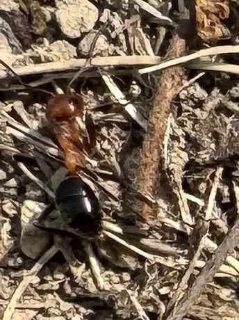 Allegheny mound ant worker showing typical two-toned coloring on forest floor