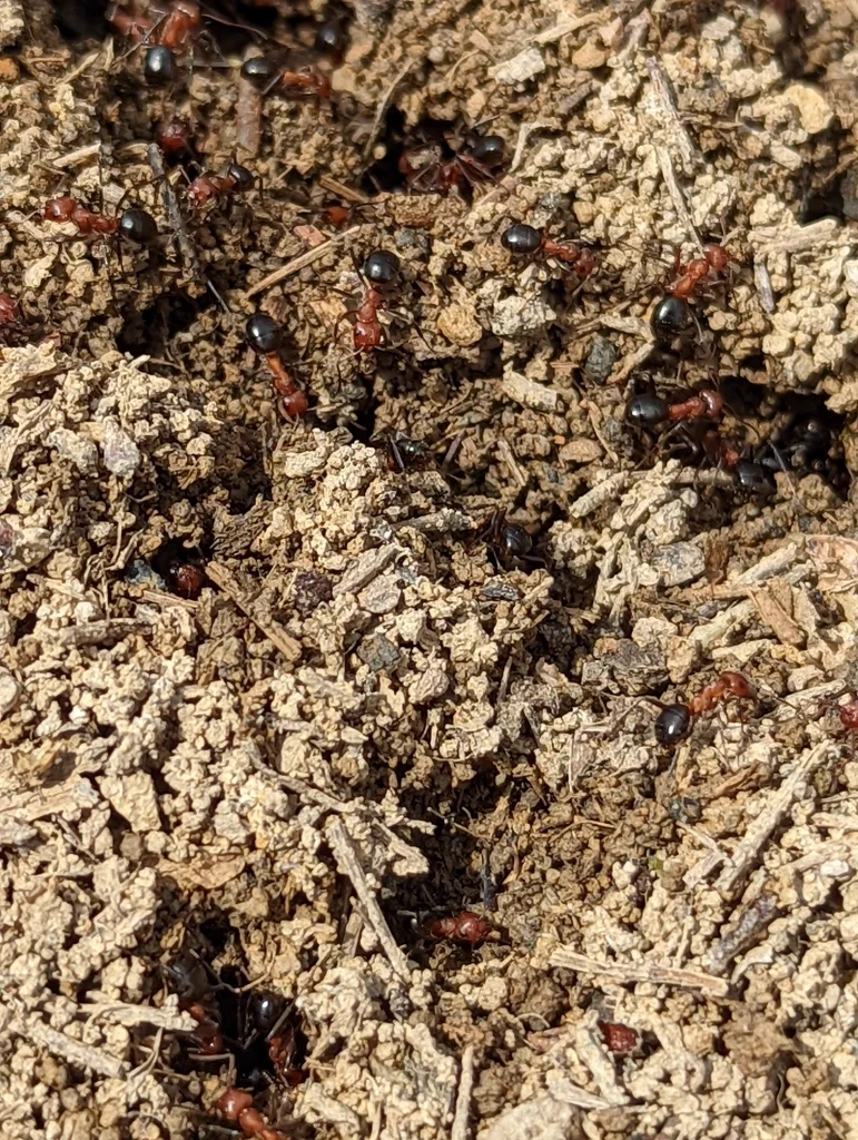 Multiple Allegheny mound ant workers on the surface of their thatch-covered mound