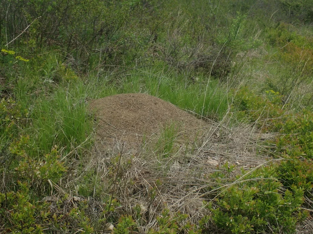 Allegheny mound ant nest in typical open meadow habitat surrounded by grass
