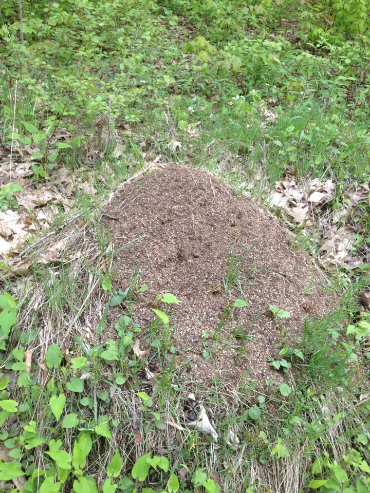Large Allegheny mound ant nest in a grassy field showing characteristic dome shape