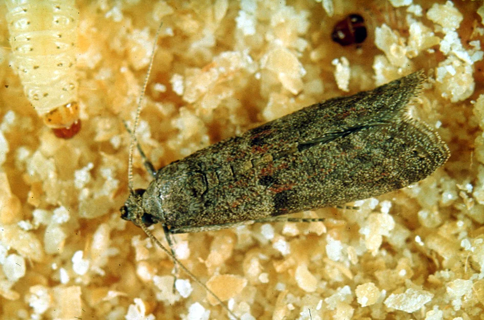 Adult almond moth resting on grain substrate with visible larva nearby