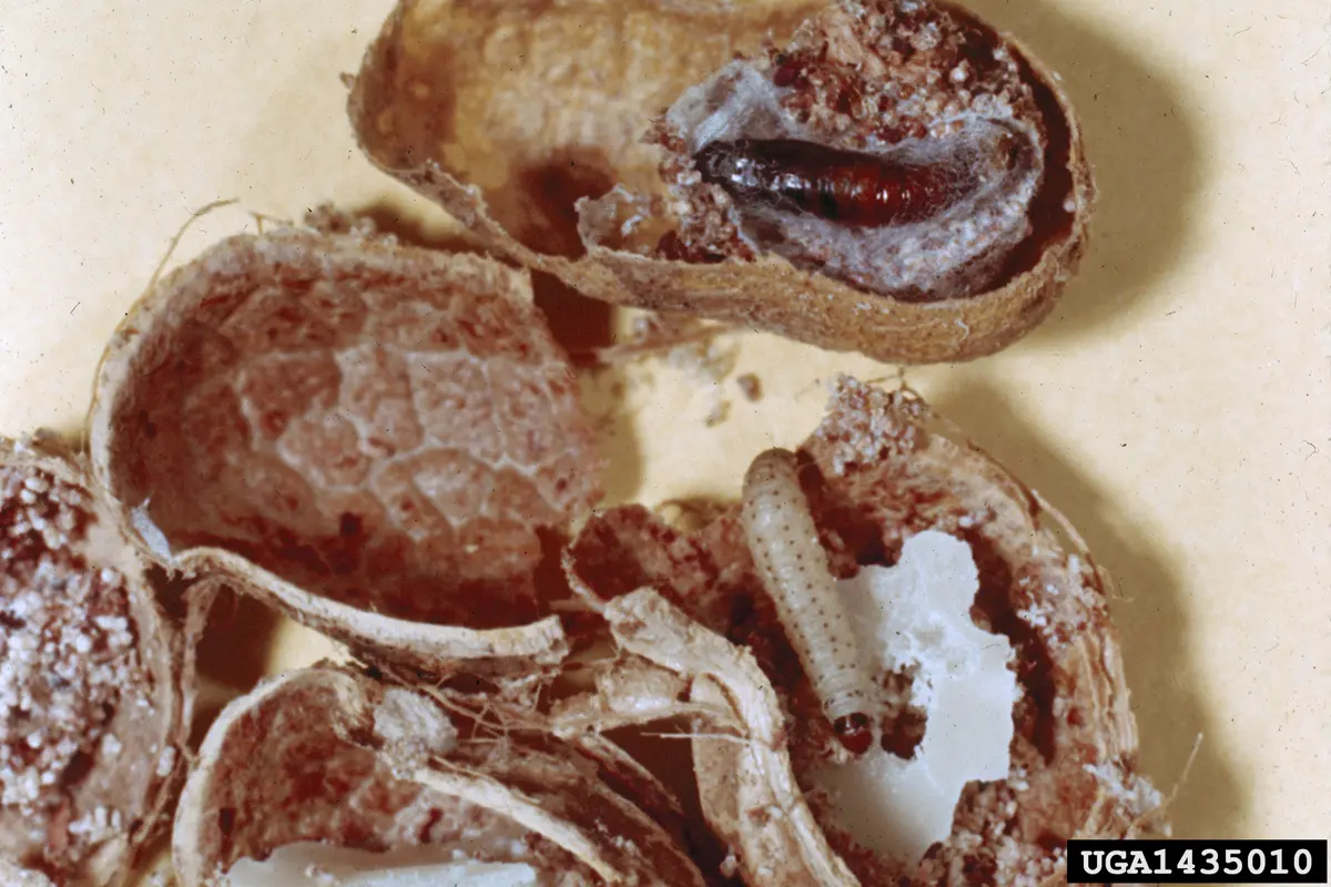 Almond moth larvae feeding inside peanut shells showing typical damage pattern