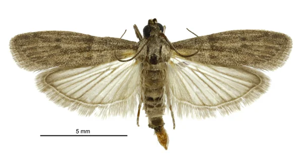 Almond moth with gray-brown wings and faint bands