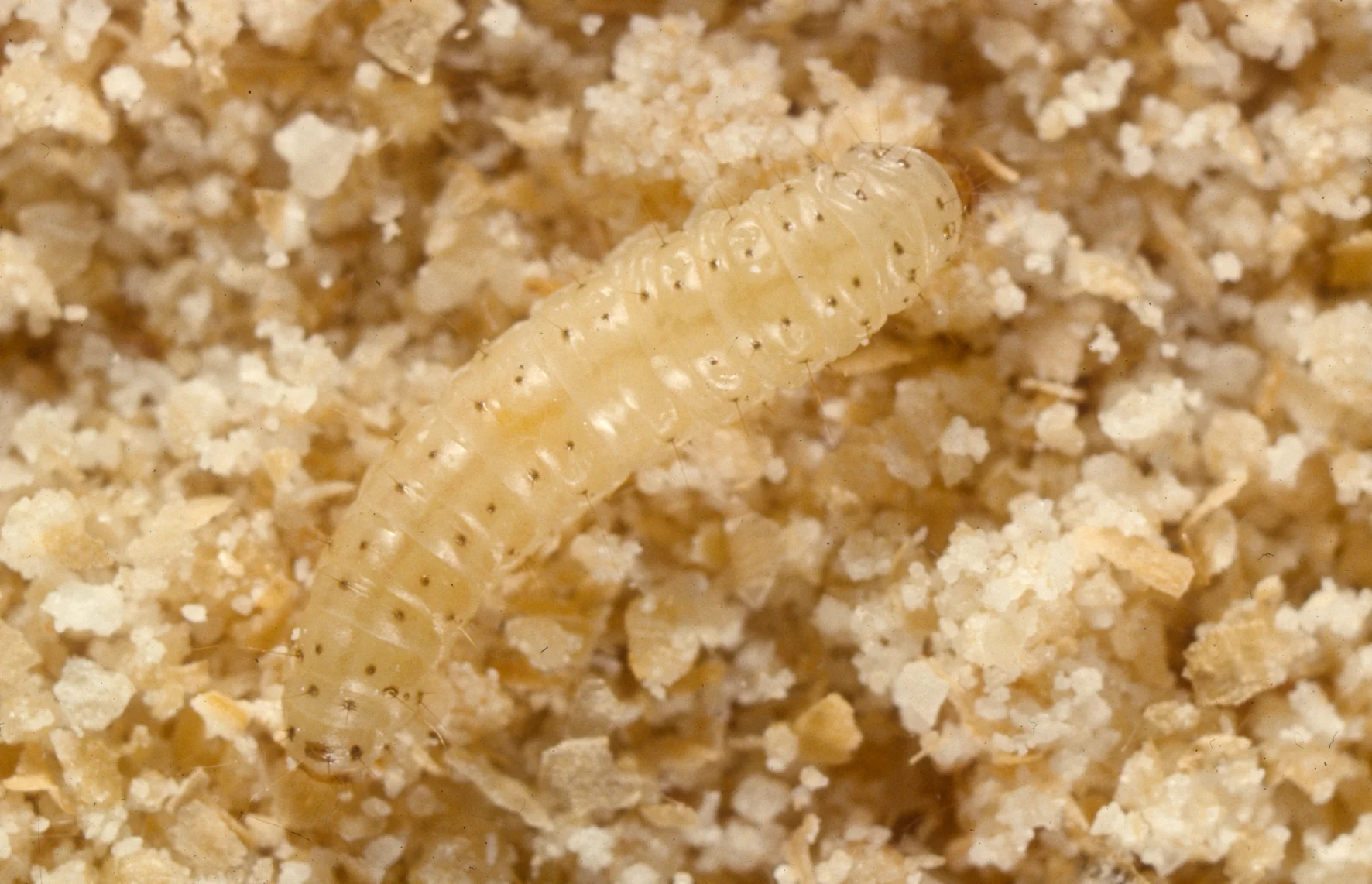 Almond moth caterpillar showing cream coloring with dark spots at hair bases