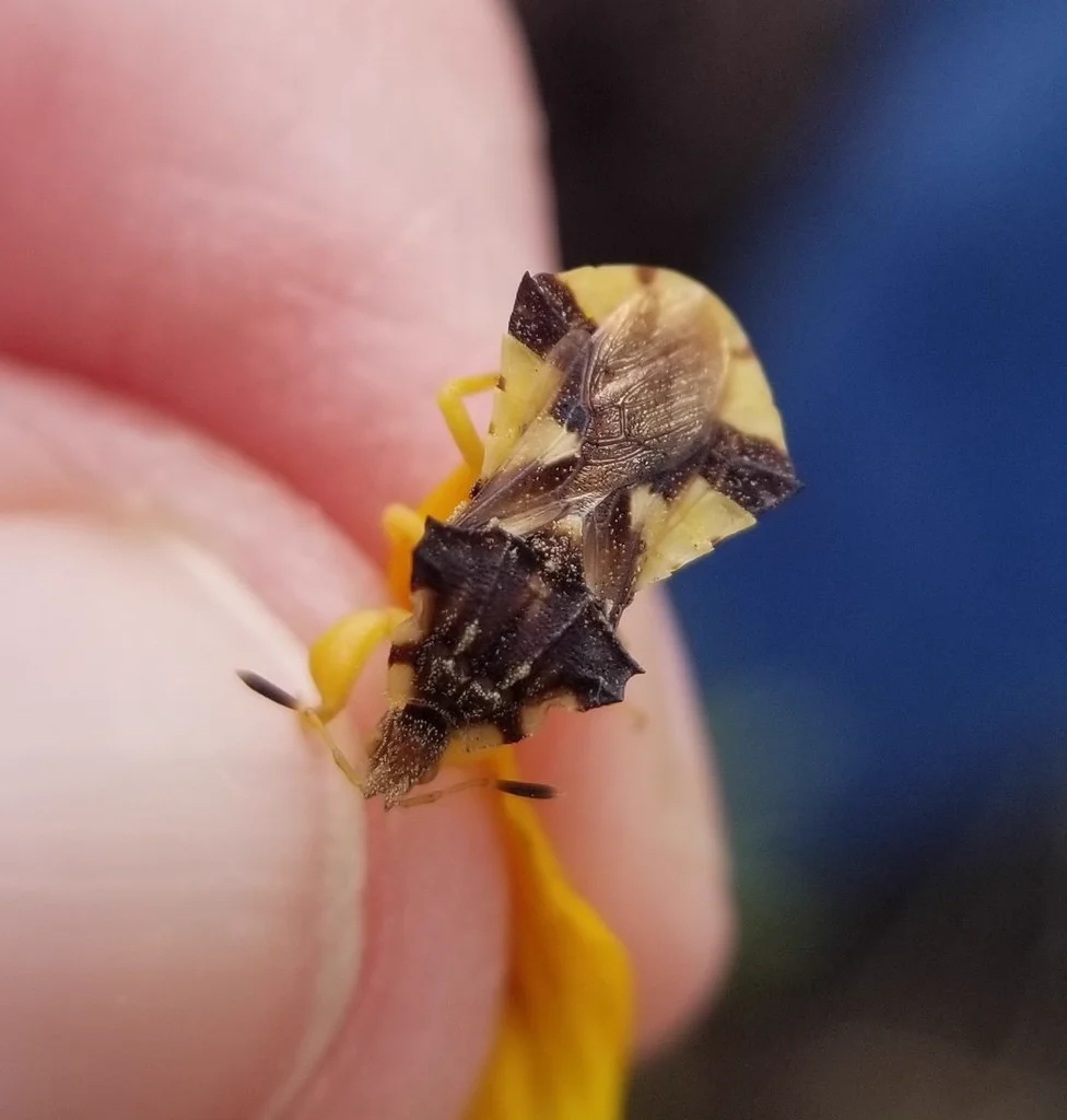 Close-up of ambush bug showing its powerful grasping forelegs