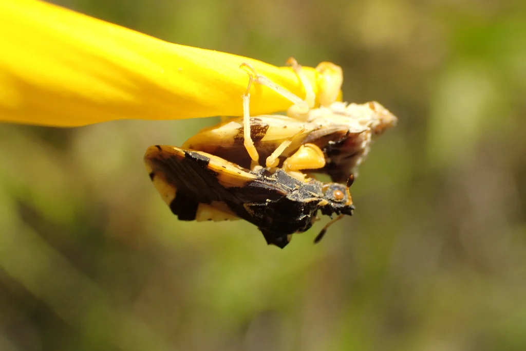 Ambush bug waiting on a yellow flower to capture prey