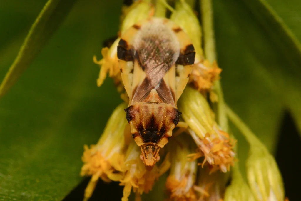 Front view of ambush bug showing front legs used for catching prey